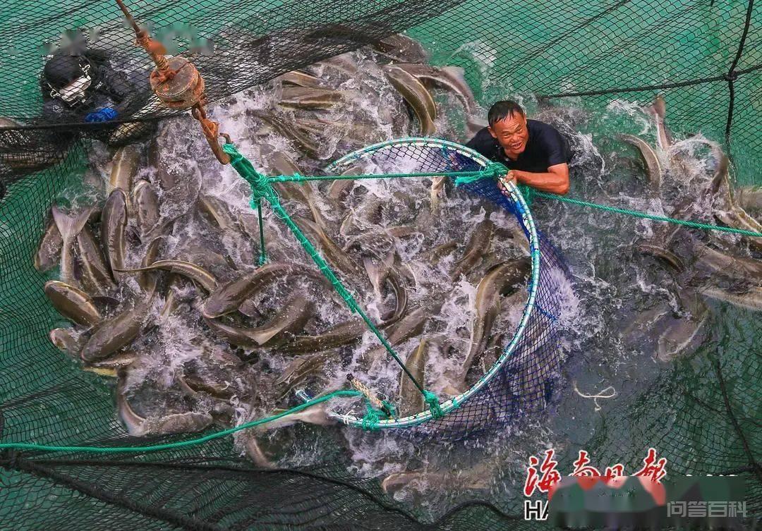 约75万斤渔获，海南这座“海上粮仓”喜迎丰收！