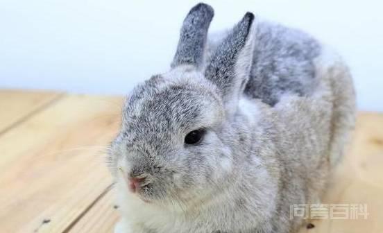 外来宠物：介绍十只漂亮外国兔子有你喜欢的吗？