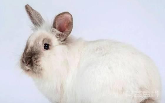 外来宠物：介绍十只漂亮外国兔子有你喜欢的吗？