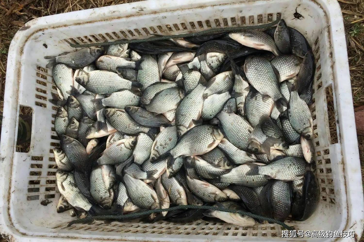 钓鱼大赛惹争议，使用冻干虾饵是否违规？详解液氮锁鲜技术