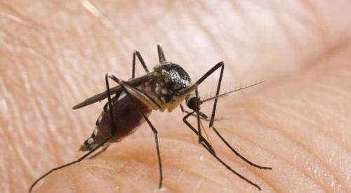 为什么有的人更容易被蚊子叮咬？原来跟身体散发的气体物质有关