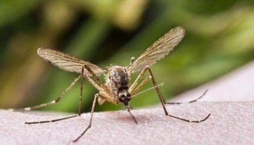 为什么有的人更容易被蚊子叮咬？原来跟身体散发的气体物质有关