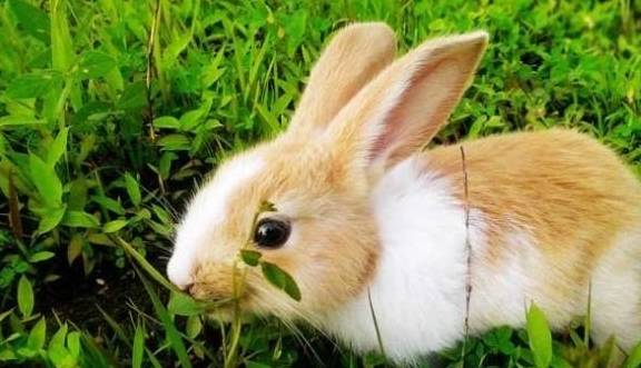 兔子喜欢吃胡萝卜？其实这几种才是兔子喜欢的！