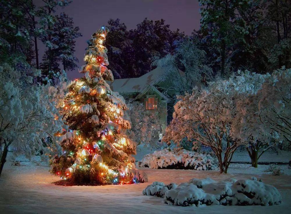 圣诞树是什么来头?为何会成为节日的象征?