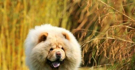 有四种颜值高西藏本地狗，不幸的是，其中一个濒临灭绝