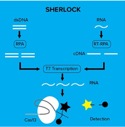 Crispr/cas系统基因编辑用核酸内切酶Cas9,Cas12a,Cas12b,Cas13a,Cas14a区别