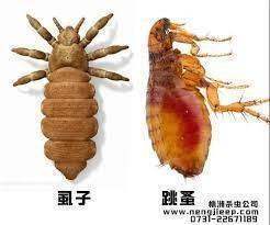 虱子和跳蚤有什么区别？