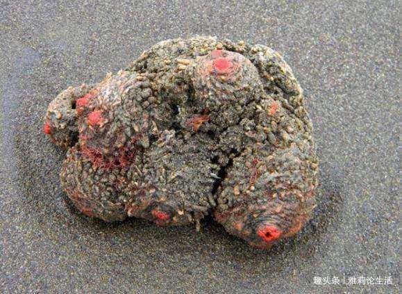 地球上“最软”的石头，人类经常用来当食物吃，网友：大开眼界！
