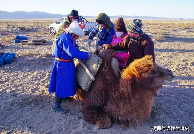 骆驼是怎样来到中国的？直到现在，这里的人们还把它当 "亲人"
