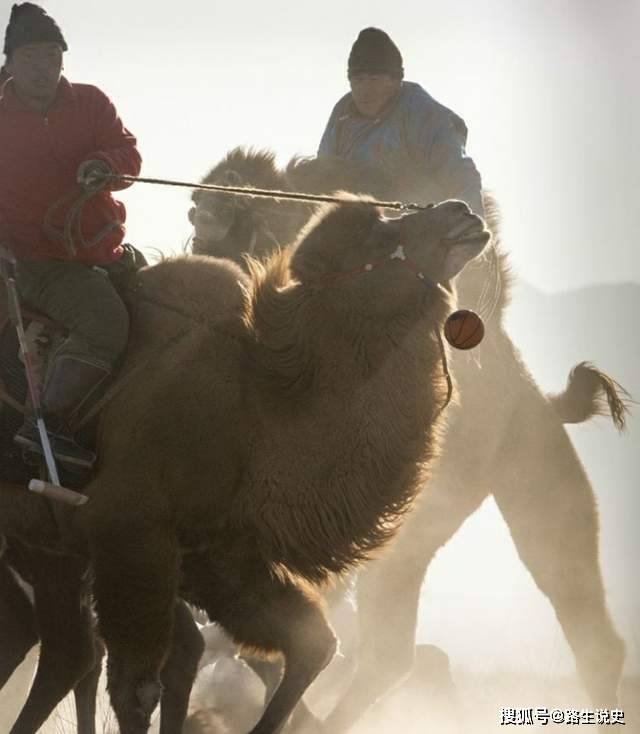 骆驼是怎样来到中国的？直到现在，这里的人们还把它当 "亲人"