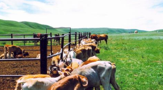 上半年全县畜牧业生产形势简析三篇
