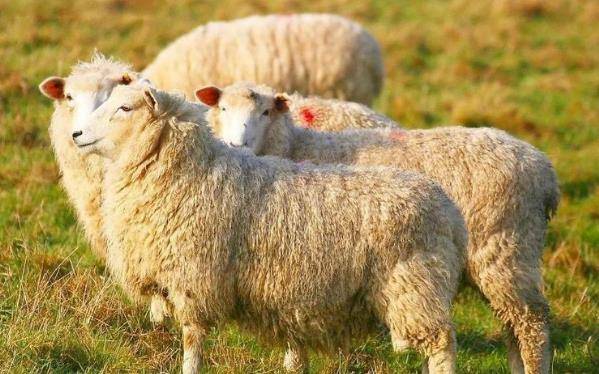 2021年属羊人的喜事，生肖羊有4大喜来临，速度看看是什么喜？