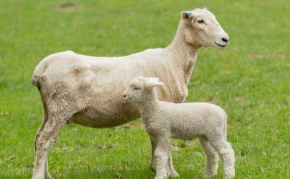 2021年属羊人的喜事，生肖羊有4大喜来临，速度看看是什么喜？