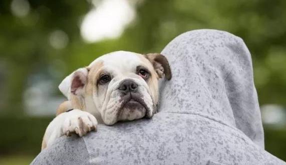 狗狗经常会发痒？除了跳蚤和过敏引起瘙痒还有什么原因？