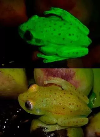 可发出自然荧光的青蛙
