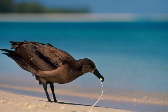 海鸟为什么会吃塑料垃圾？