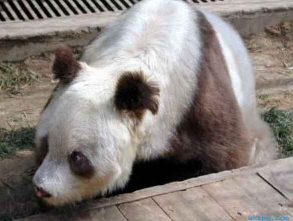 白色大熊猫 你见过吗