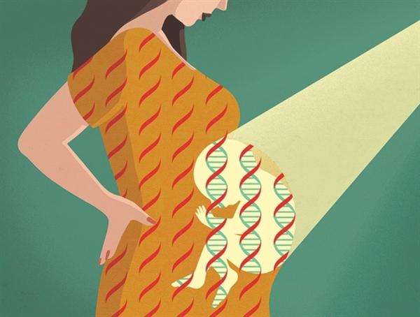 一勺血液中的生命之秘：母亲血液解开胎儿复杂发育之谜