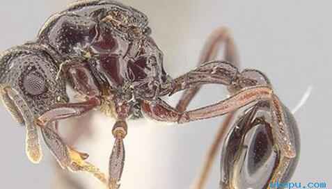 青蛙体内发现新种蚂蚁!科学家震惊