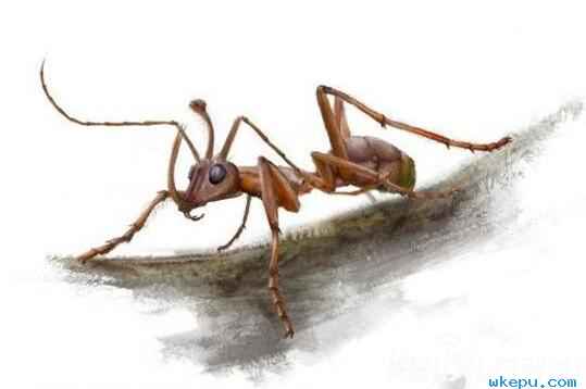 青蛙体内发现新种蚂蚁!科学家震惊