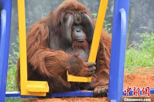 红毛猩猩上约会网站找对象：荷兰动物园<strong>实验</strong>助繁殖