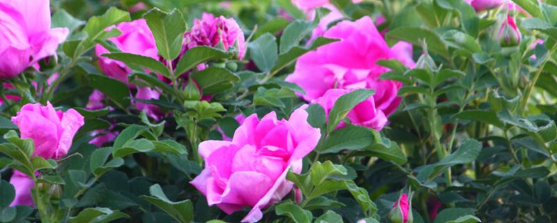 新买的盆栽玫瑰蔫了应该怎么办呢？
