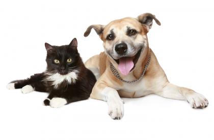 猫和狗的主人谁更好？
