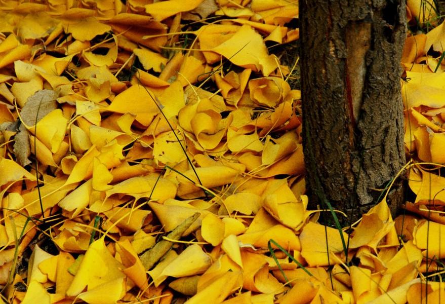 为什么叶子枯萎时，有的变黄有的变红？