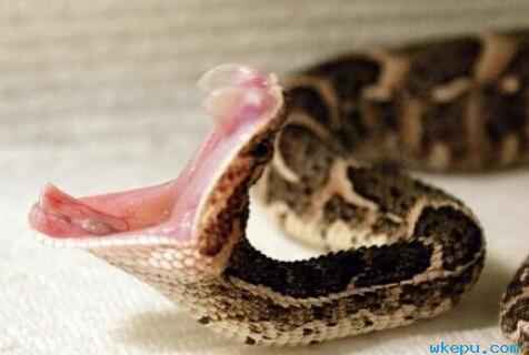 世界上最毒的蛇 鼓腹巨蝰蛇