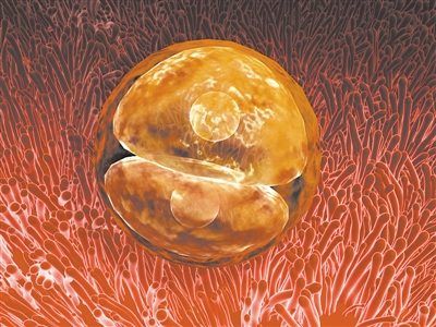 人类胚胎早期发育的黑匣子正在缓缓打开？