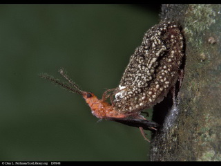 昆虫中雌雄异型的雌性无翅