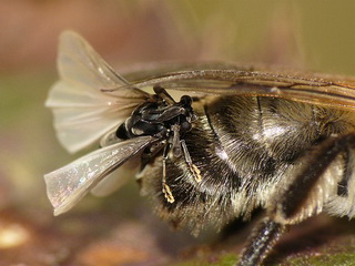 昆虫中雌雄异型的雌性无翅
