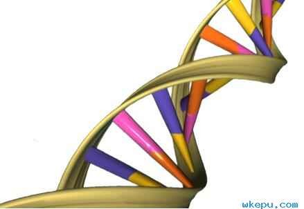 幸福是不是在你的DNA中？