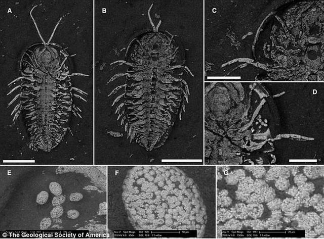 科学家发现5.2亿年前三叶虫头部长生殖器官