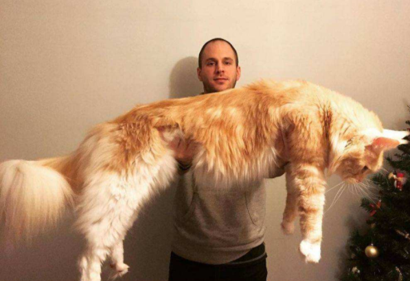 世界上最大的猫叫什么名字？缅因猫产自哪里多少钱一只