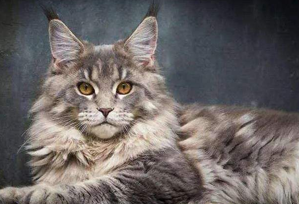 世界上最大的猫叫什么名字？缅因猫产自哪里多少钱一只