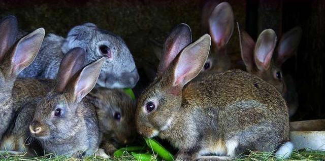 为什么兔子繁殖快，农村却不养兔子致富呢？听听过来人怎么说的