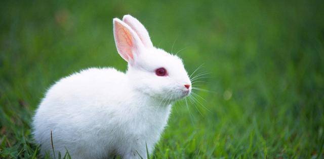 为什么兔子繁殖快，农村却不养兔子致富呢？听听过来人怎么说的