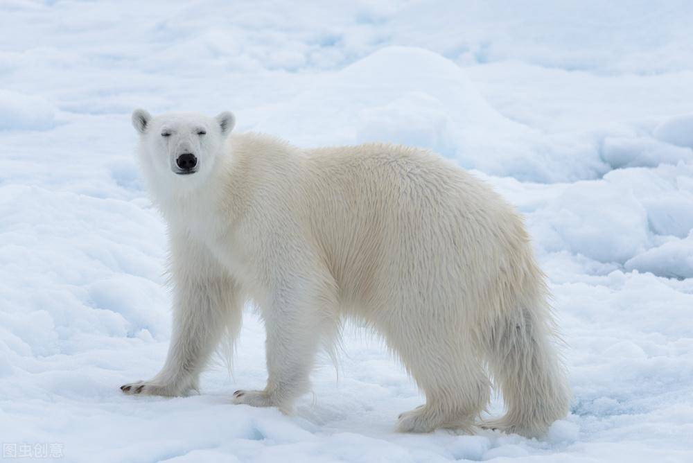 北极熊身体比黑熊大得多，身体比黑熊大得多，科学家探索