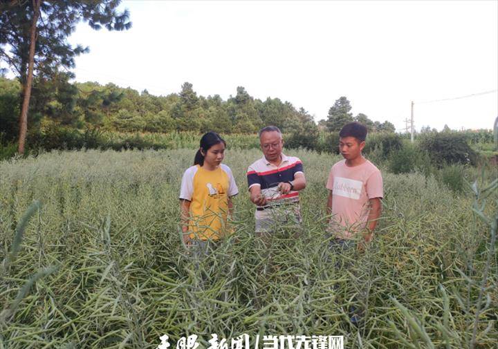 <strong>贵州</strong>省农业科技创新油菜产业化发展