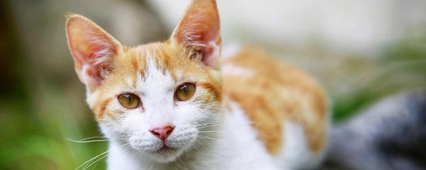 猫，属于猫科动物，家猫的祖先据推测是古埃及的沙漠猫