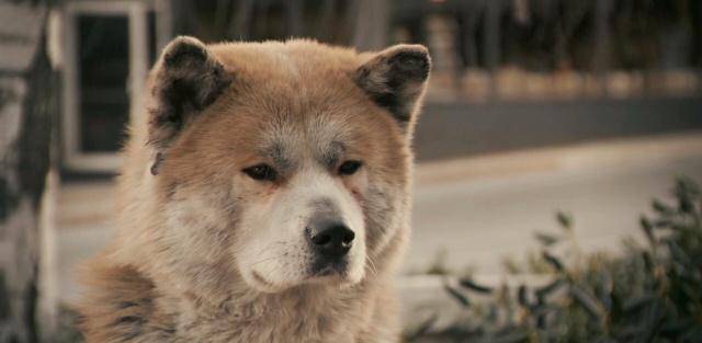 《忠犬八公的故事》：人与动物之间的温暖和尊重