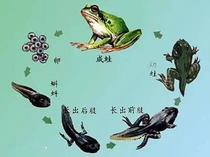 蛙类也有筑巢的本领，你知道吗？