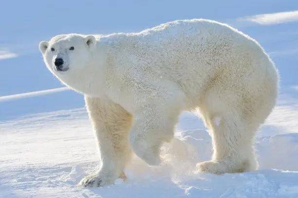 科学家指出北极熊的白色并非是保护色