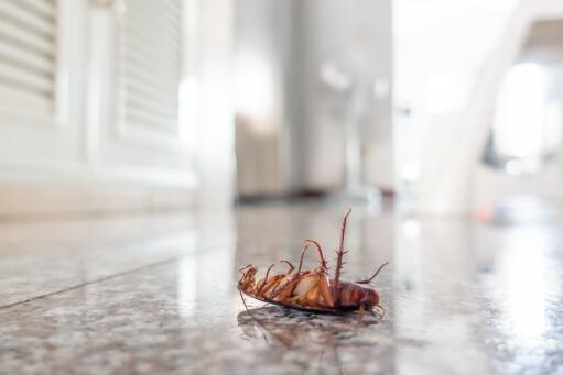 蟑螂怎么滋生出来的 蟑螂最怕三种东西是什么