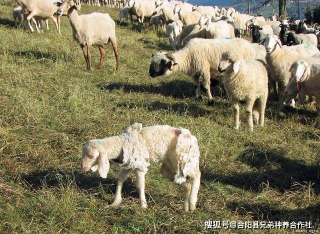 新手养羊需要注意什么？