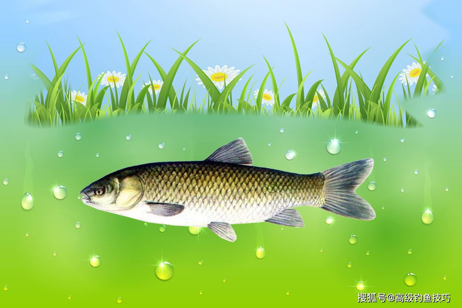 钓鱼的最佳水温和气温，鲫、鲤、青、草的鱼口会好很多