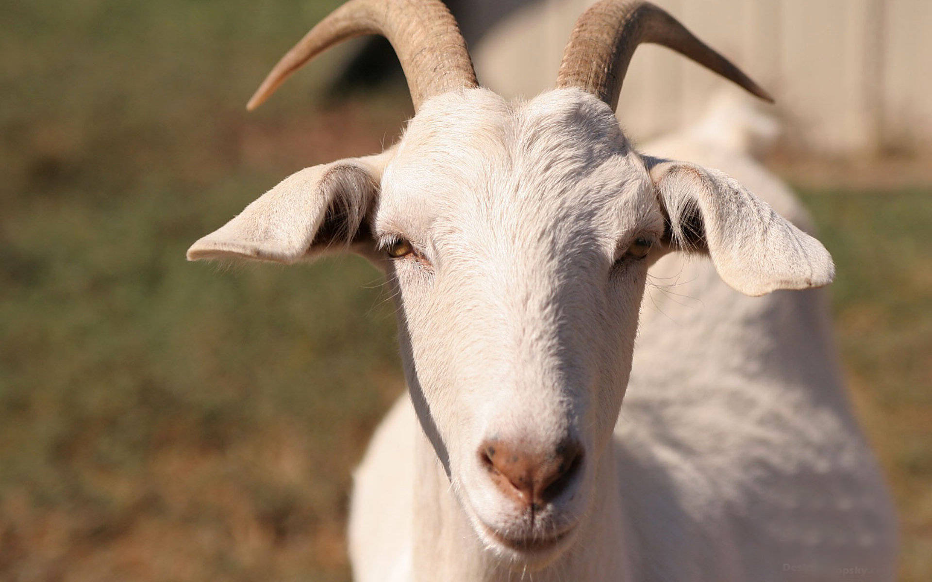 绵羊和山羊哪个更适合新手养殖？
