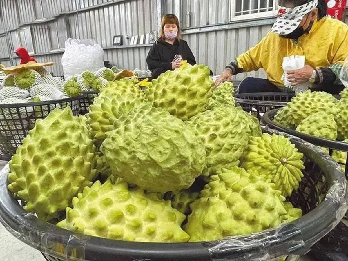 水果滞销堆积成山！台湾释迦卖不动，为何没人加工成水果罐头？
