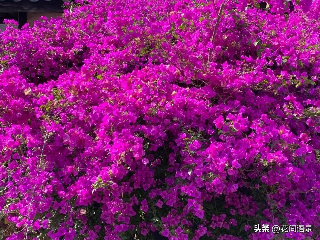 云南一户人家门口的花有五层高的“瀑布”，好壮观
